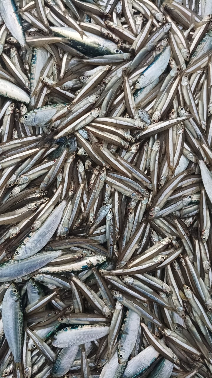 Fresh നെത്തോലി - Image 1